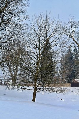 Quercus robur - dub letní - zimní habitus (12)